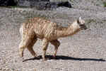 alpaca_animal_photo_2.jpg (242322 Byte) alpaca, free pictures, tiere, fotos