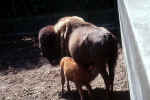 american_bison_free_picture_animal.jpg (138621 Byte) bison, bueffel, fotos