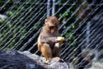 ape_rhesusaffe_animal.jpg (134289 Byte) ape, rhesusaffe