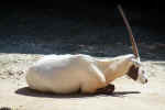 arabian_oryx_animal_gallery.jpg (101504 Byte) arabian oryx, bilder, tiere