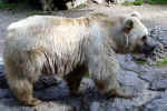 bear-5q4i.jpg (197909 Byte) animals pictures