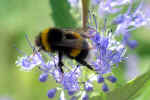 bumblebee-f92w.jpg (84321 Byte) bumble bee picture