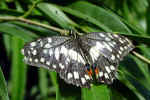 butterfly-n8r1.jpg (136289 Byte)
