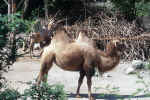 camel_animal_photo_3.jpg (252395 Byte) camel, kamel