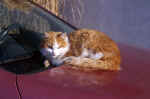 cat-car-i95r.jpg (110864 Byte) picture cat