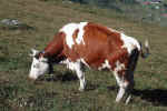 cow_picture_animal.jpg (244885 Byte) cow, free photos, animals, kuh