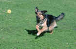 dog_tennis_ball_pics.jpg (226273 Byte) dog, tennis ball, hund, chien, foto