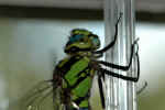 dragonfly-3v8.jpg (92837 Byte)