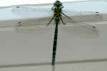 dragonfly-ch2.jpg (88098 Byte)