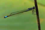 dragonfly-rhc4.jpg (106226 Byte)