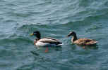 duck_photo_animals.jpg (155352 Byte) duck, animal, bird, vogel, ente