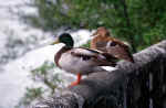 ducks-u45w.jpg (125038 Byte) picture duck