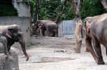 elephant_animal_photo.jpg (218844 Byte) elephant, elefant