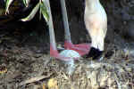 flamingo-6xg2.jpg (125918 Byte)
