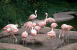 flamingo_animals_photo.jpg (189235 Byte) flamingo, bird, pic