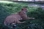 gepard_photo_animal.jpg (215537 Byte) cheetah gepard