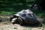 giant_tortoise_photos_animals.jpg (150209 Byte) tortoise, schildkr&ouml;te, schildkroete