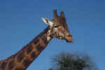 giraffe_1.jpg (115799 Byte) giraffe, animal free phots
