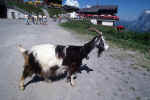 goat_animal_photo.jpg (191328 Byte) goat, ziege