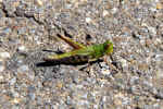 grasshopper-y4x.jpg (190996 Byte)