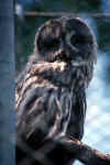 great_grey_owl_bird_8.jpg (92634 Byte)owl, eule