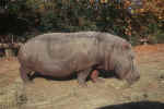 hippopotamus.jpg (273313 Byte) hippopotamus photo