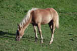 horse_picture_pferd.jpg (258253 Byte) horse, pferd, animal, picture