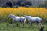 horses-6qo.jpg (243590 Byte)
