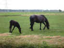 horses-hfc.jpg (116611 Byte) horses