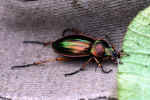 insect-1k3.jpg (141092 Byte)