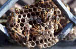 insect-37ln.jpg (118229 Byte) wasp wespe foto bild