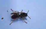 insect-95jf.jpg (115804 Byte) wasp photo