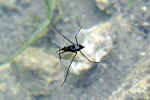 insect-i2y8.jpg (132880 Byte) water
