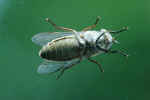 insect-ld2.jpg (130902 Byte) insect picture