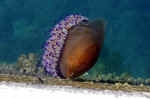 jelly-fish-8ieq.jpg (123453 Byte) jelly fish picture qualle bild