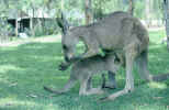 kangaroo-mother_baby.JPG (237074 Byte) kangaroos