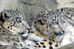 leopard-g1v8.jpg (142987 Byte) zoo pictures