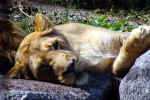 lion-3yu1.jpg (172179 Byte) photos zoo
