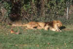lion.jpg (323648 Byte) lion free photo