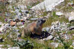 marmot-t5x8.jpg (237386 Byte) alps animal