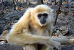 monkey-2wrh.jpg (104652 Byte) picture monkey
