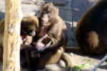 monkeys-2q8.jpg (143865 Byte) pics