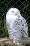 owl-5s2l.jpg (144991 Byte)