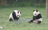 pandas.JPG (222450 Byte) panda