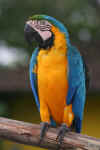 parrot-f01.jpg (121250 Byte)