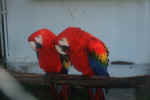 parrot.jpg (137974 Byte) parrot papagei papiga picture
