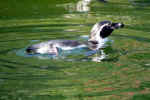 penguin-2yi2.jpg (135549 Byte) photo