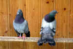pigeons-d41l.jpg (112650 Byte)