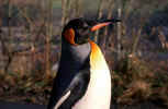 pinguin_animals_bild.jpg (87854 Byte) penguin, pinguin, free photos