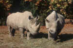 rhino.jpg (226450 Byte) rhino rhinoceros, free picture